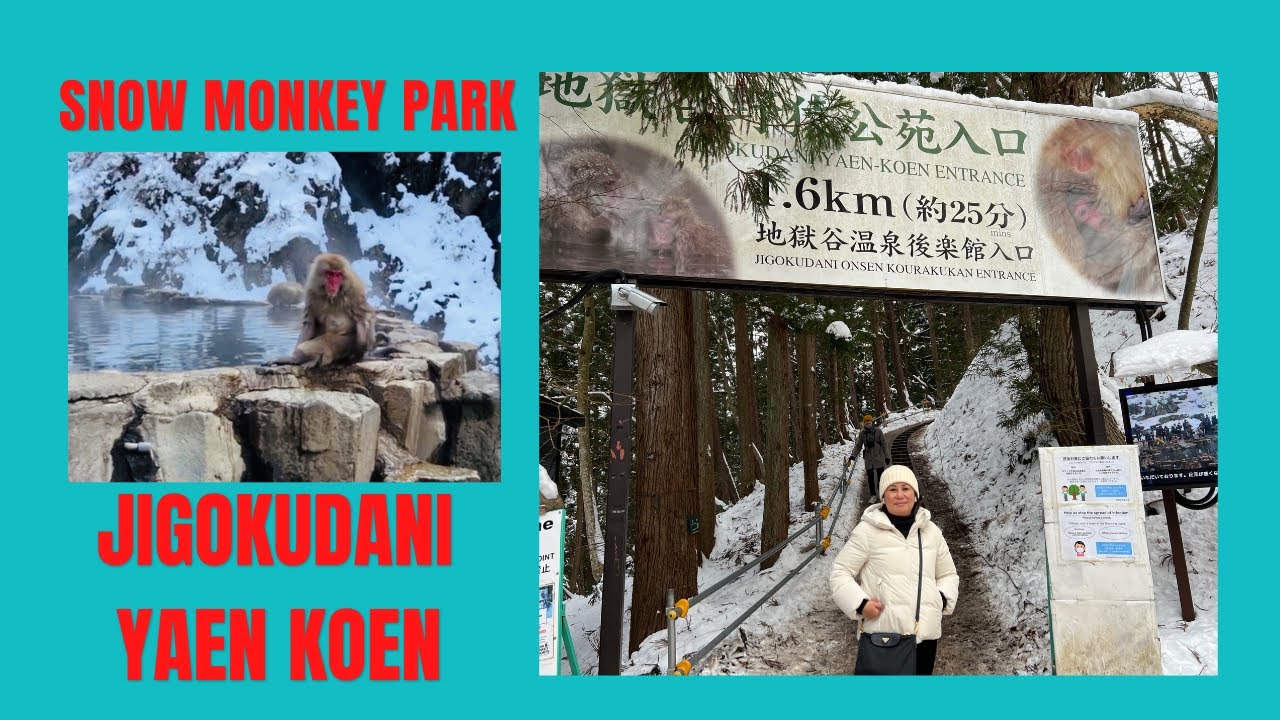 Japan Travel : Snow Monkeys taking an onsen bath 🐒 (JIGOKUDANI YAEN KOEN) 