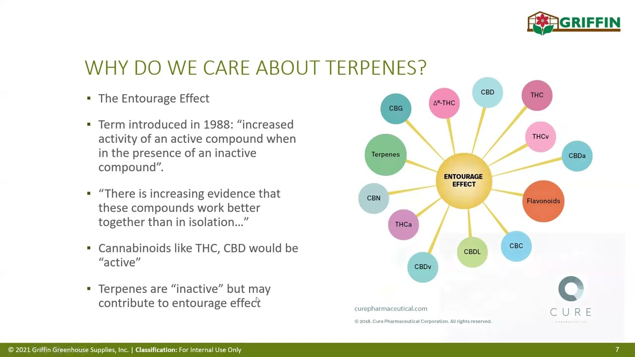 Terpene and Cannabinoid Production