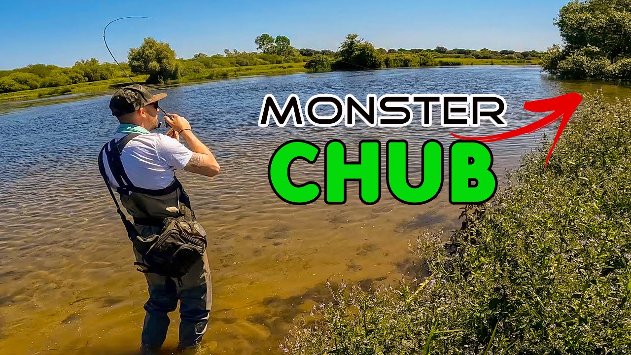 UK river lure fishing for CHUB | 64 cm BIGGEST chub of my life | TOPWATER chub fishing