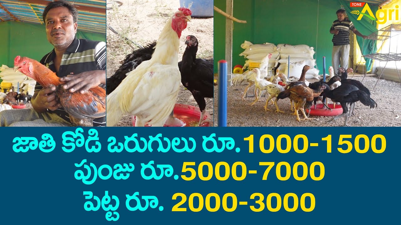 Jathi Kollu, Punjulu Poultry Farm | జాతి కోడి ఒరుగులు రూ.1500, పుంజు రూ.7000 పెట్ట రూ.3000 Tone Agri