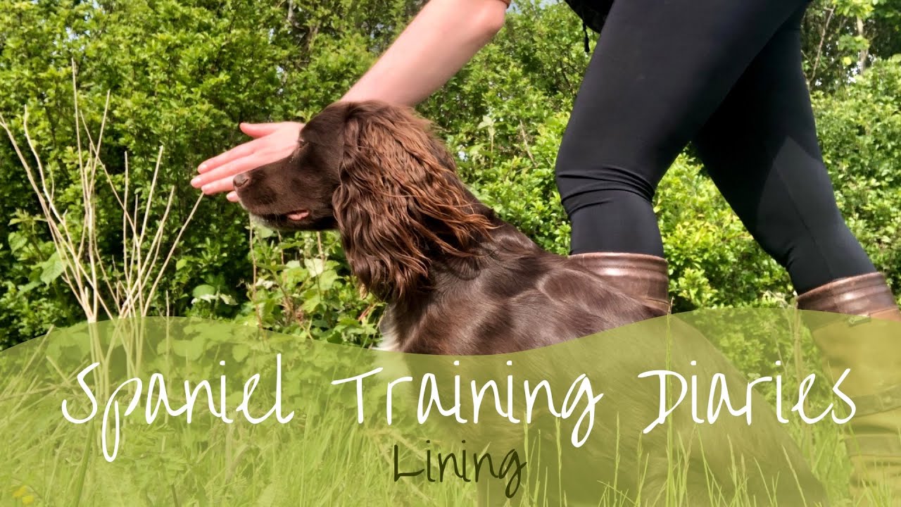 Gundog Training - Lining