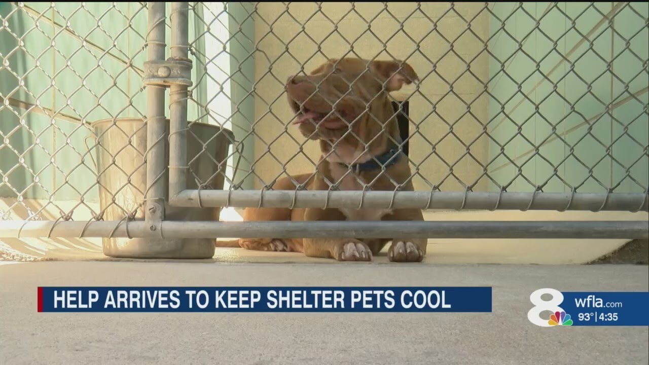 Community steps up after Hillsborough County Pet Resource center struggle to keep dogs cool in soari