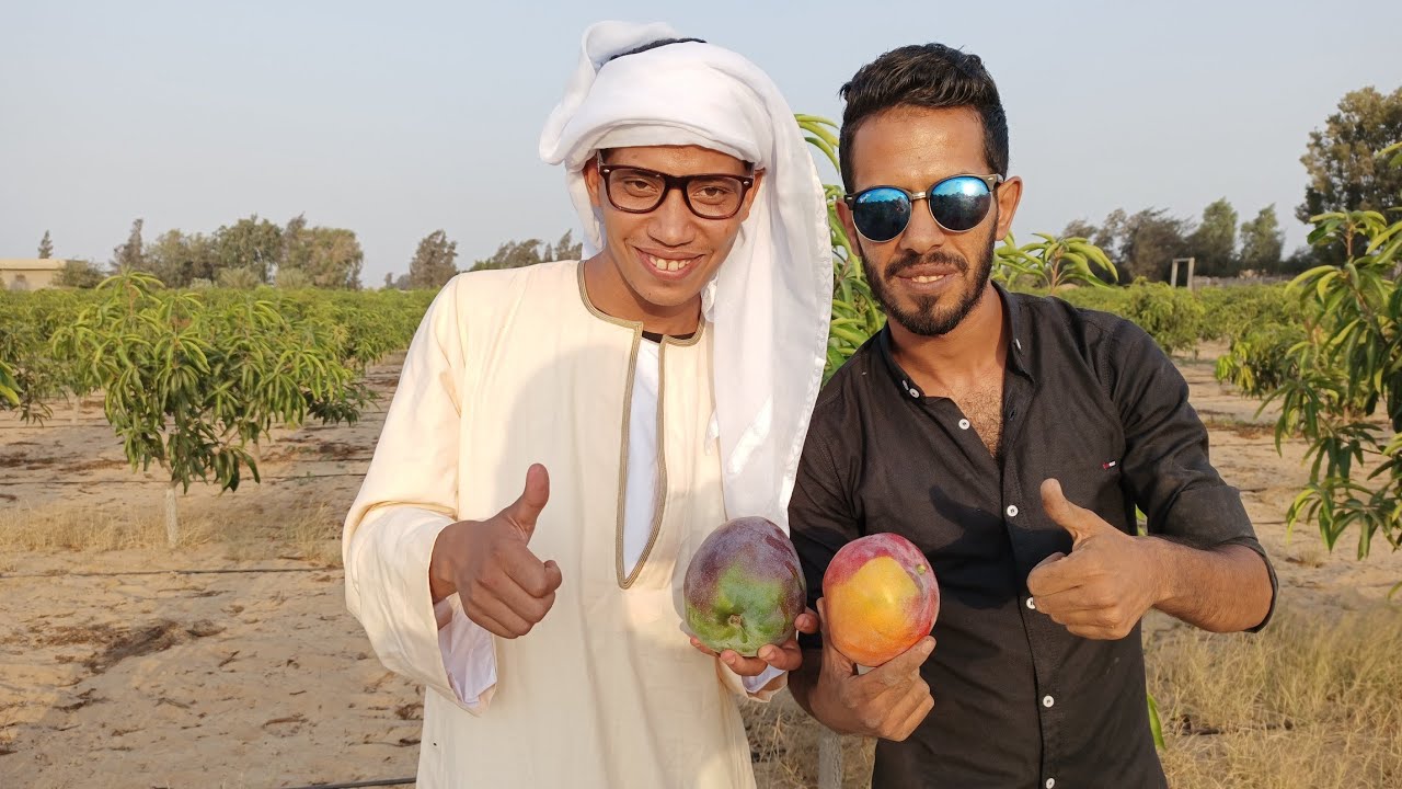 شرح دورة تقليم شهر 8-9 لشجر شيلي عمر سنتين و زيارة مفاجئة لبعض المتابعين و المستثمرين في المانجو