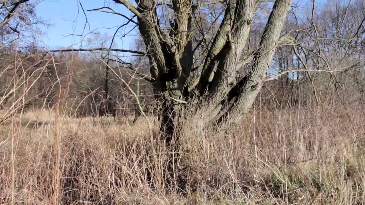 Velbon PH-368 Test-Videos