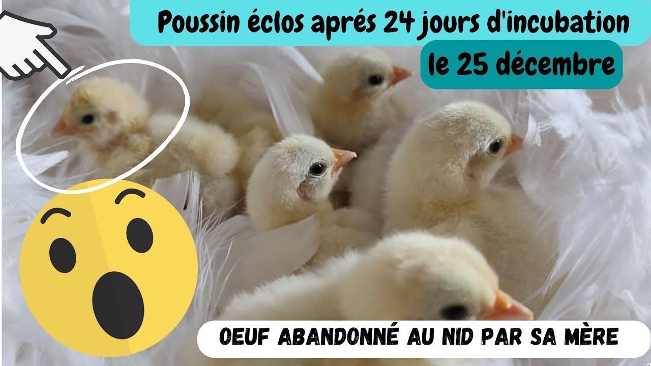 Eclosion de poussin apres 24 jours d'incubation !