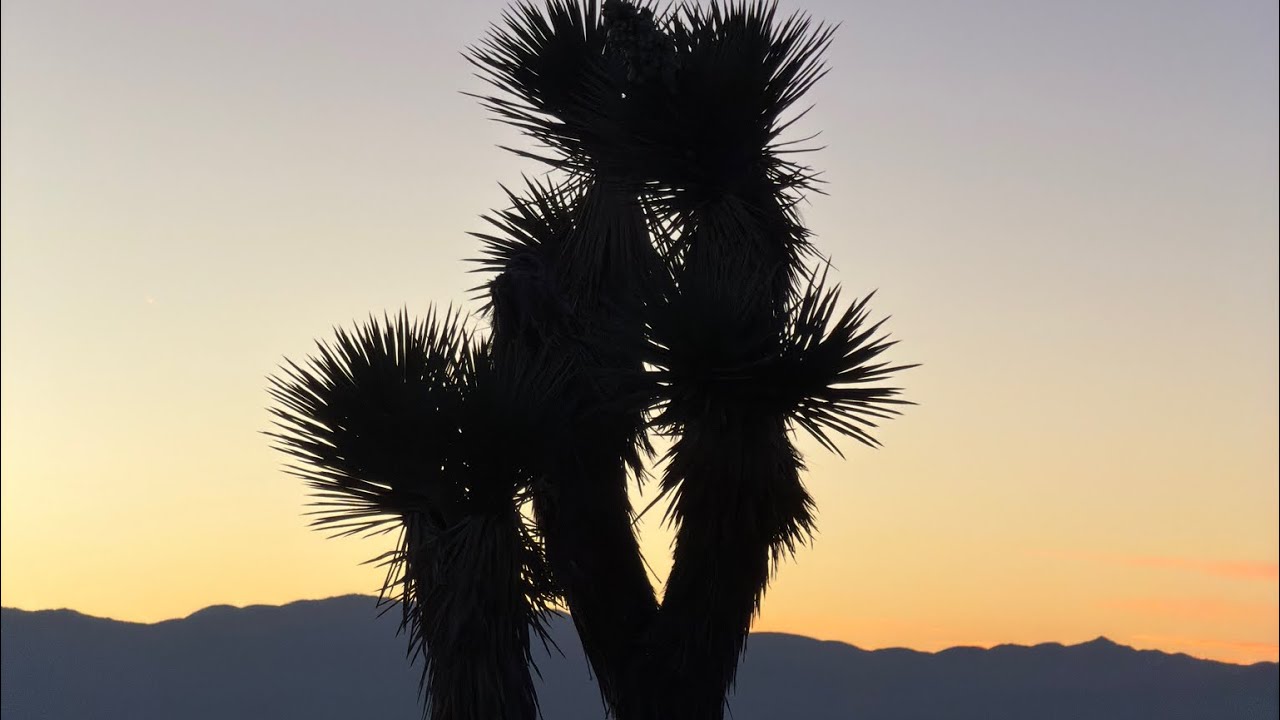 Joshua tree wilderness camping W/ Zach 
