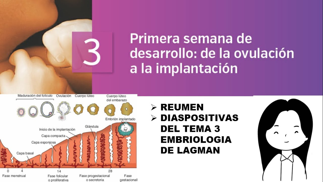 TEMA 3: EMBRIOLOGÍA: PRIMERA SEMANA DE DESARROLLO: DE LA OVULACIÓN A LA IMPLANTACIÓN