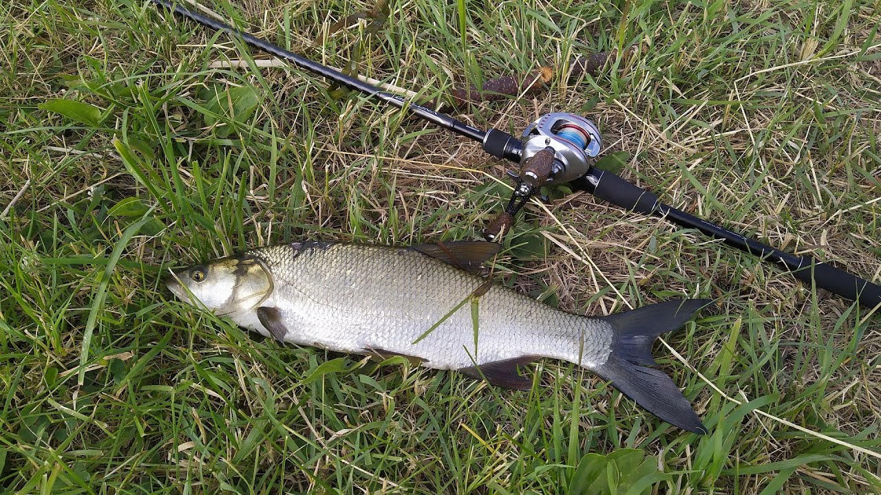 Shimano 18 Dialuna B96M + Zillion 100 SHLA. Покидушки или около килограммовый 