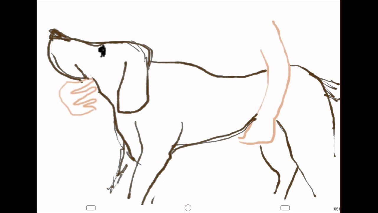 Physical Examination of Dog and Cat