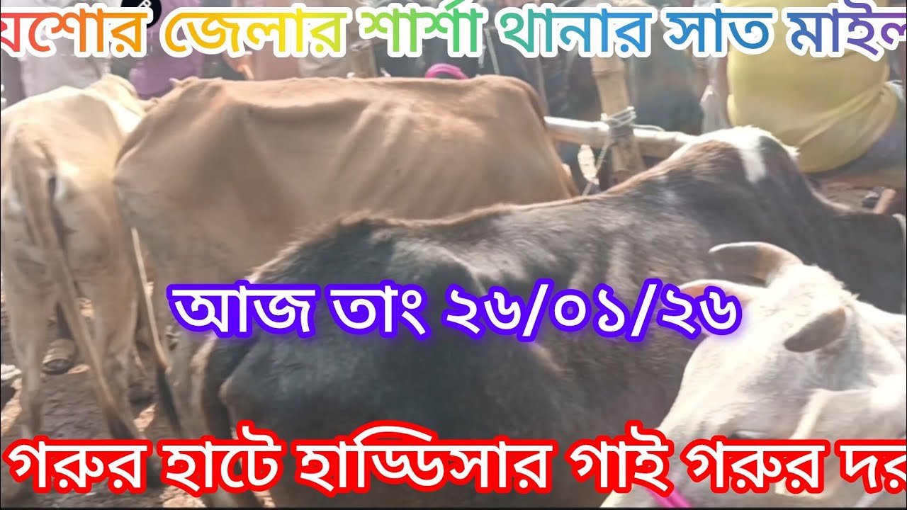 যশোর জেলার সাত মাইল গরুর হাটে হাড্ডিসার গাই গরু ৩৫ হাজার টাকা থেকে ৫০ হাজার টাকায় কিনুন।