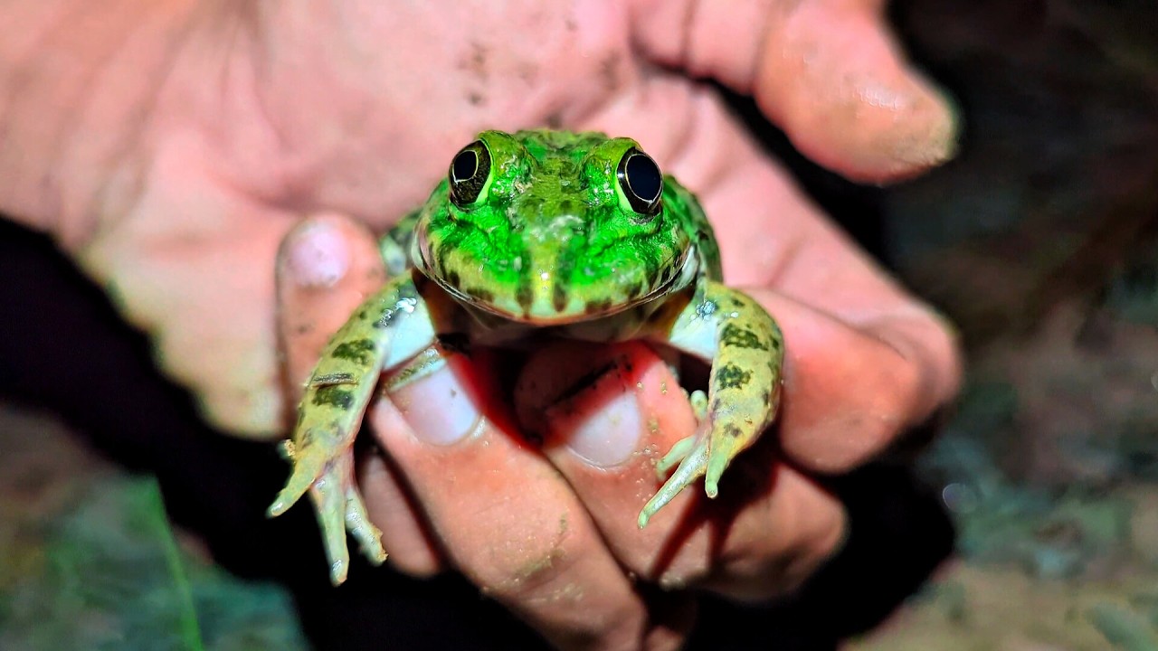 Cute Baby From and Big Bullfrog | Interesting Frog beautiful | Frog TV PoP