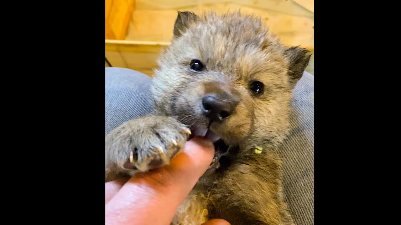 WolfDog Puppies! My New Pup- The Wolfdog Project #wolfdog #wolfchannel