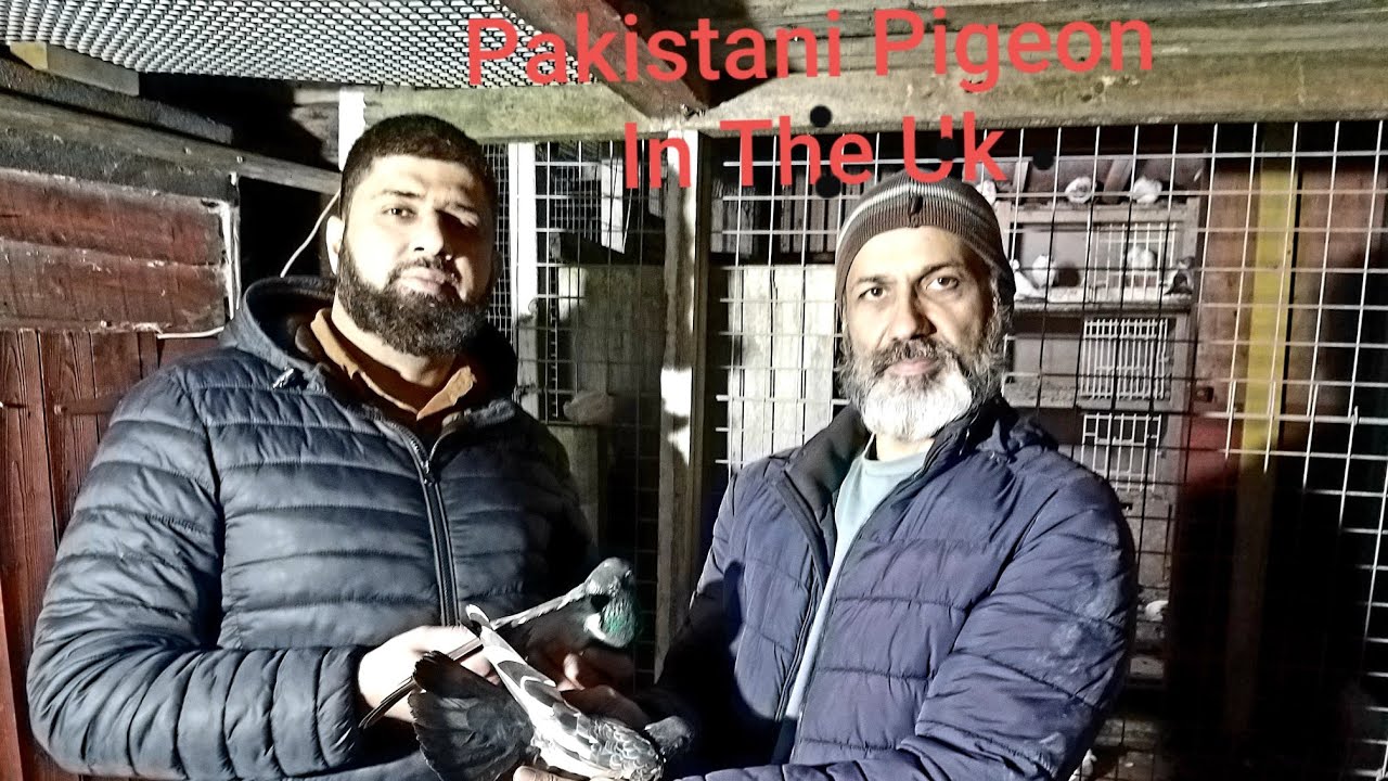 Pakistani pigeon in uk
