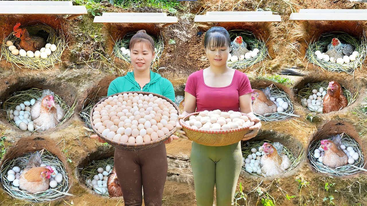 Harvesting A Lot Of Chicken Eggs In Nest Goes To Market Sell, Chicken Farm - Farm Life