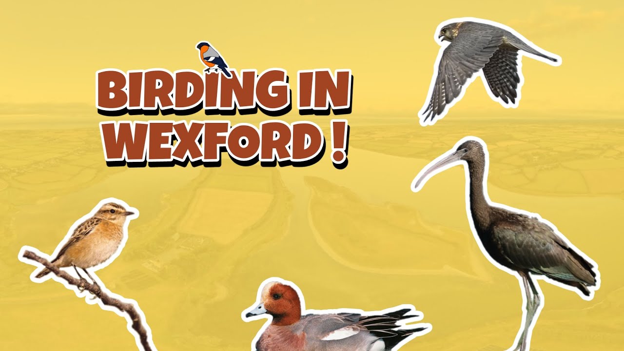 Birding in County Wexford ! (Tacumshin Lake, The White Hole & Lady's Island Lake, Wexford, Ireland)