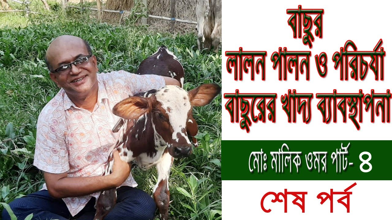 বাছুর লালন পালন পরিচর্যা এবং বাছুরের খাদ্য ব্যবস্থাপনা । মোঃ মালিক ওমর পার্ট- ৪
