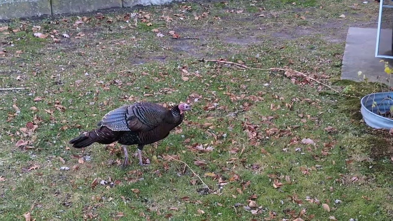 Old turkey vid