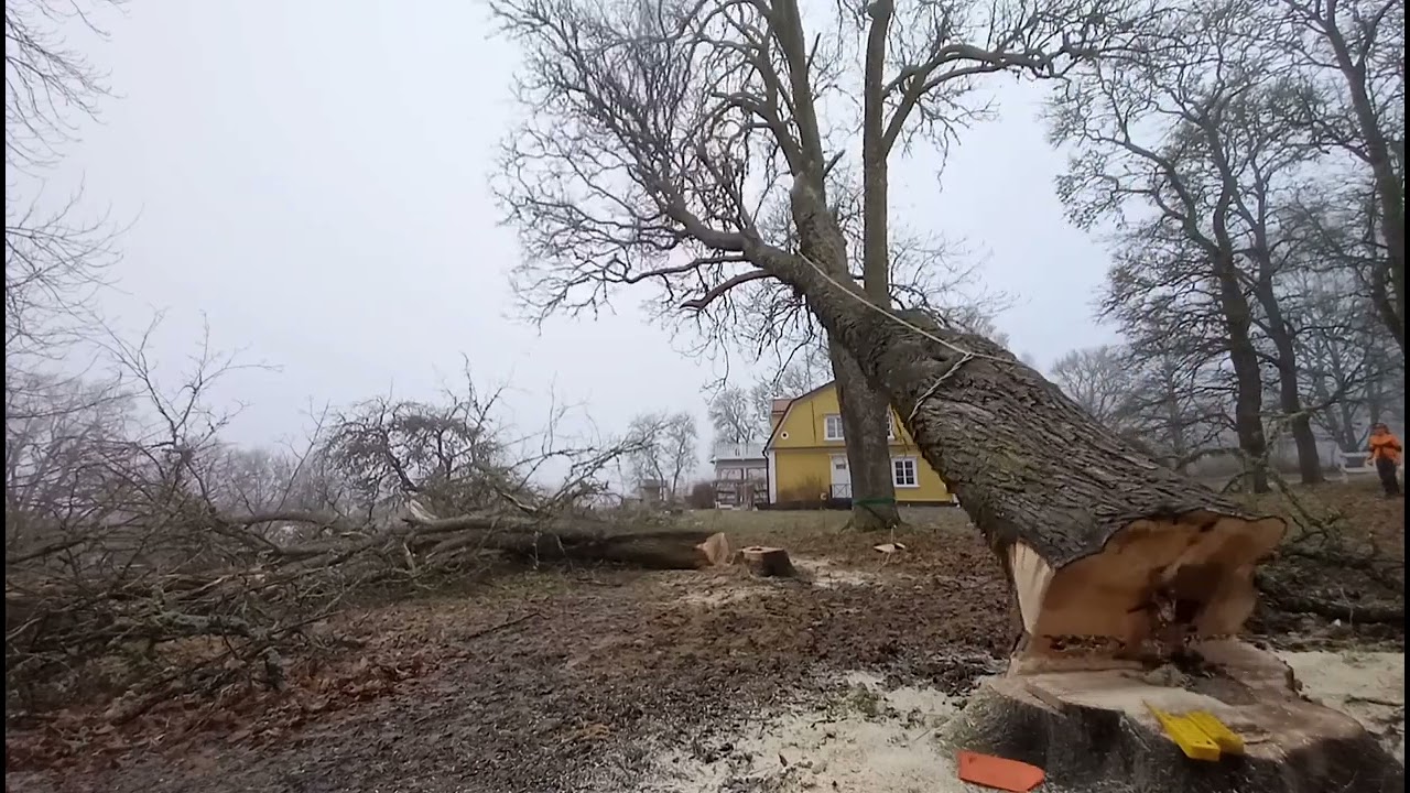 Trädfällning grova askar Skultuna Prästgård // KF Service Mälardalen AB