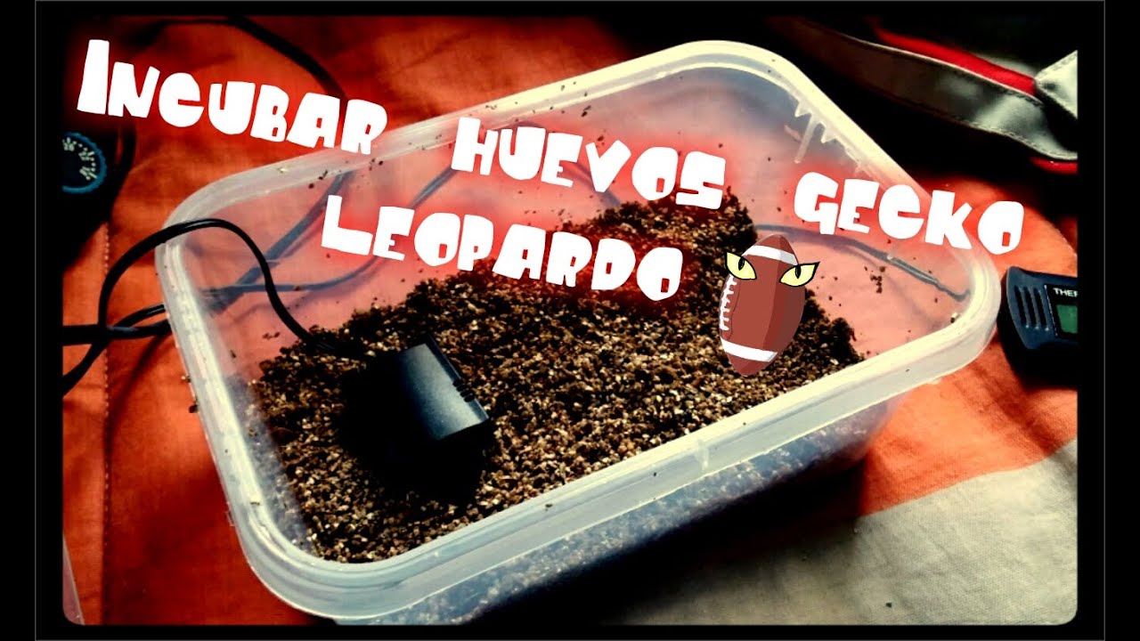Como incubar huevos de Gecko Leopardo