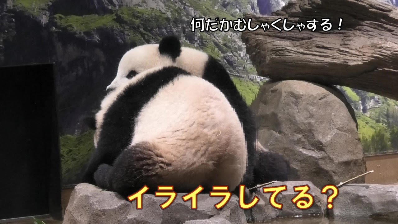 8/22シャオシャオ突然のご乱心でレイレイを突き飛ばすgiantpanda @tokyo 上野動物園