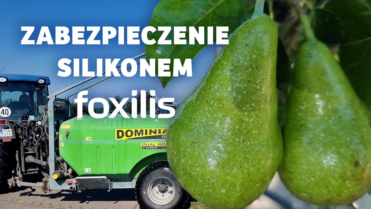 Zabezpieczenie przed miodówką i owocówką silikonem Foxilis - Darek Ziarko.