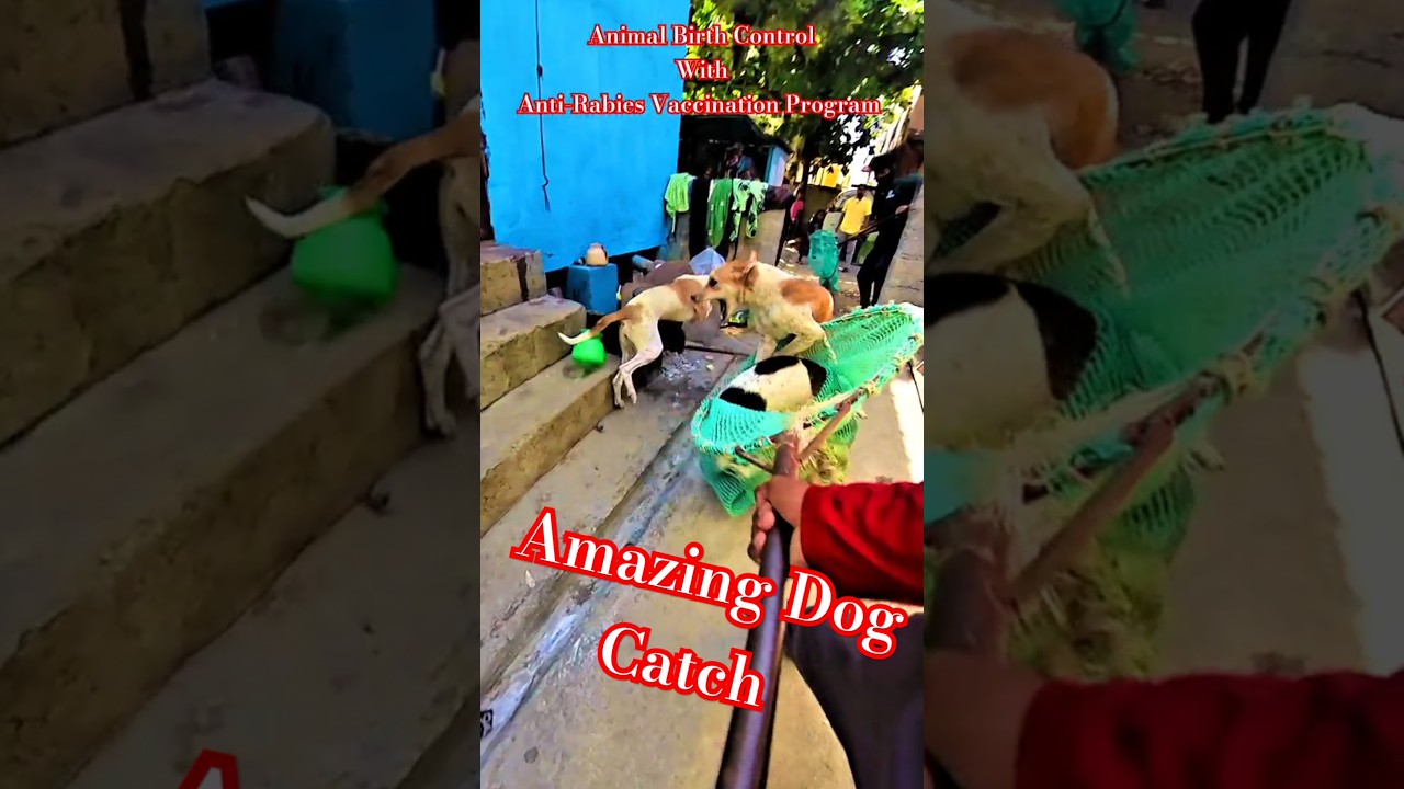Perfect Dog Catcher Davanagere City #shorts #ytshortsindia #dog #streetdogrevival #rescue