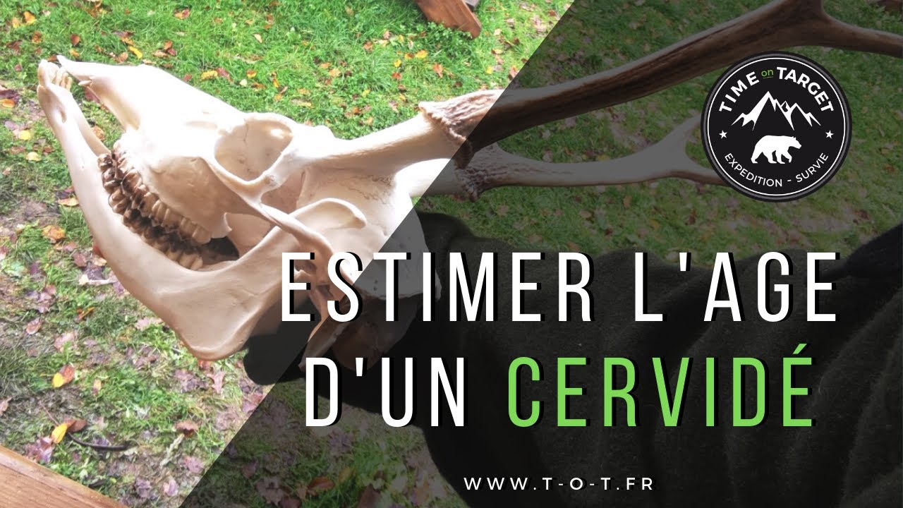 Estimer l'âge d'un cervidé d'après ses dents