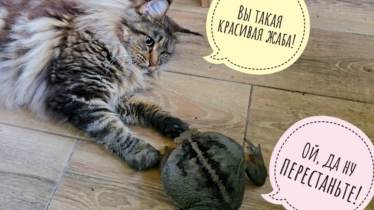 Кошка Морошка дружит цветочных жаб и помогает мне собирать грибной букетик