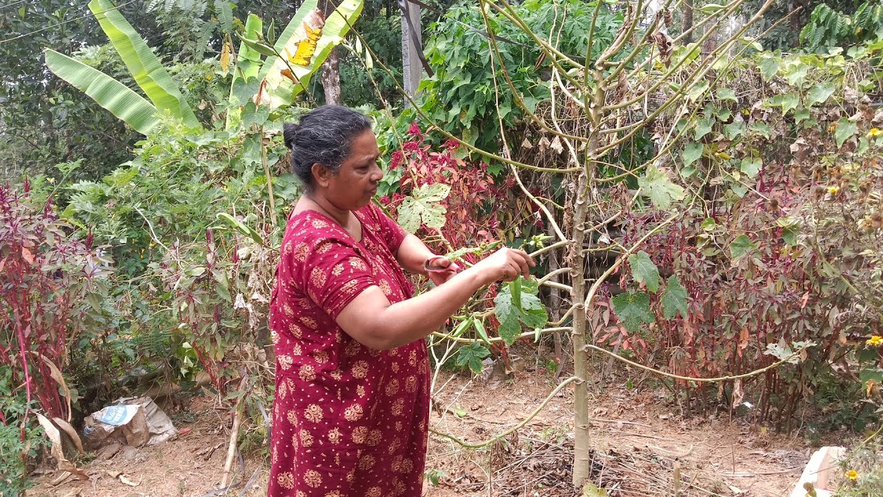 മമ്മി വന്നു❤️ |Day in my life |Village lifestyle |Bathery kitchen 🥰