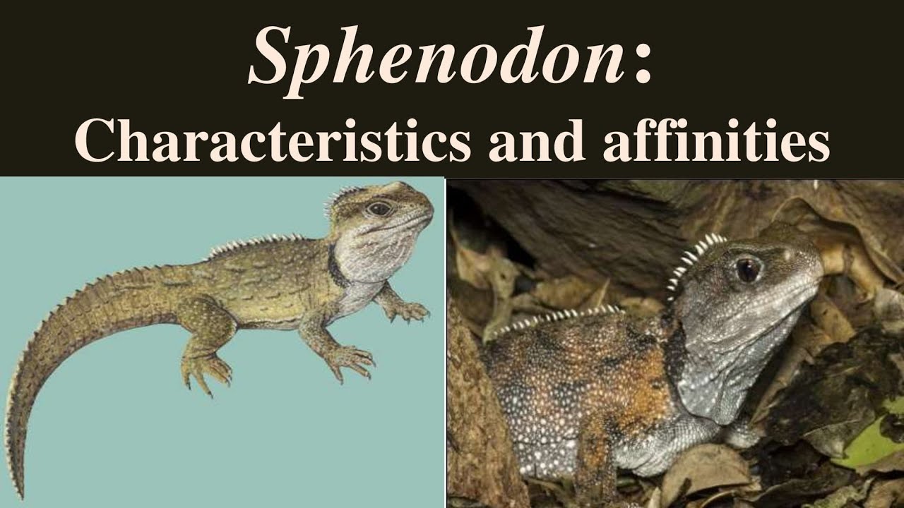 Sphenodon | Sphenodon punctatus | Tuatara | Rhynchocephalia