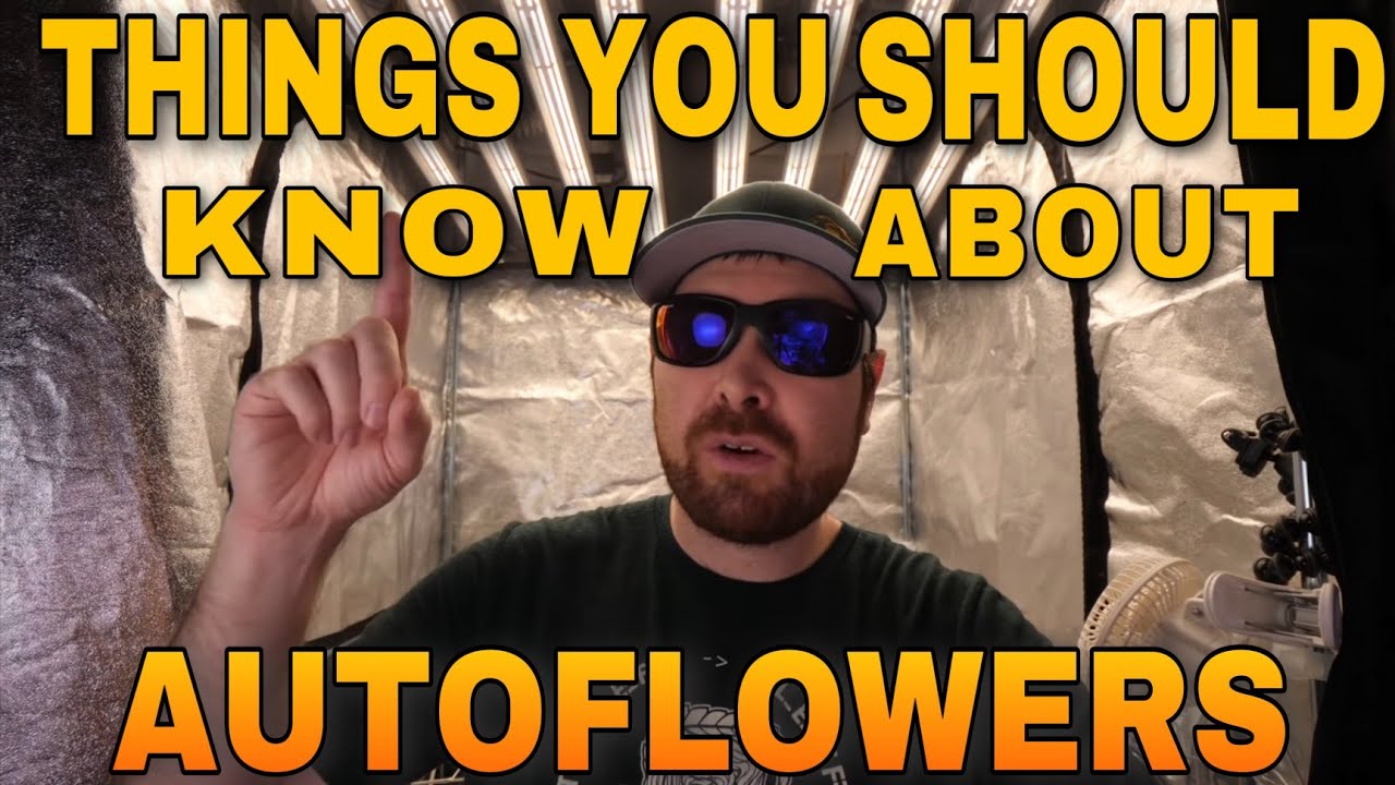 THINGS YOU SHOULD KNOW ABOUT AUTOFLOWERS - HOW TO TELL IF YOUR PLANT IS AUTOFLOWER