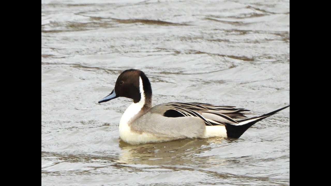 Pijlstaart (Northern Pintail) &ndash; Elegant & Zeldzaam | Herkenning, Gedrag & Beelden