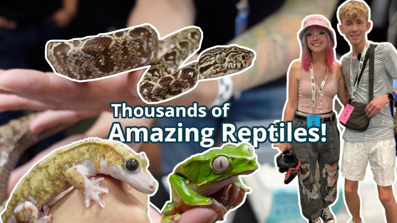 NARBC Schaumburg 2022: Incredible Reptile Expo with Thousands of Animals!