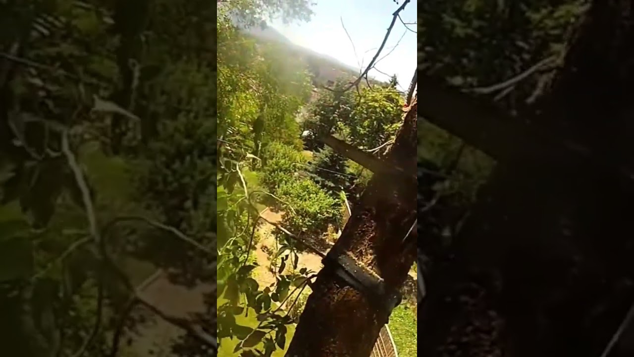 Massive top almost crushes fence!#shorts #treework #arborist #professional #fail