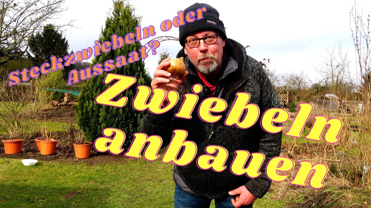 Frühe Aussaat im unbeheizten Gewächshaus / Zwiebeln anbauen...Aussaat oder mit Steckzwiebeln?