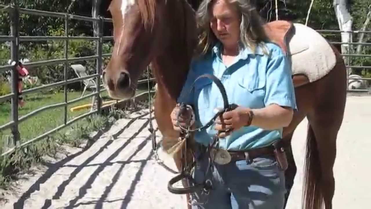 How To Fit Dr. Cook's Bitless Bridle