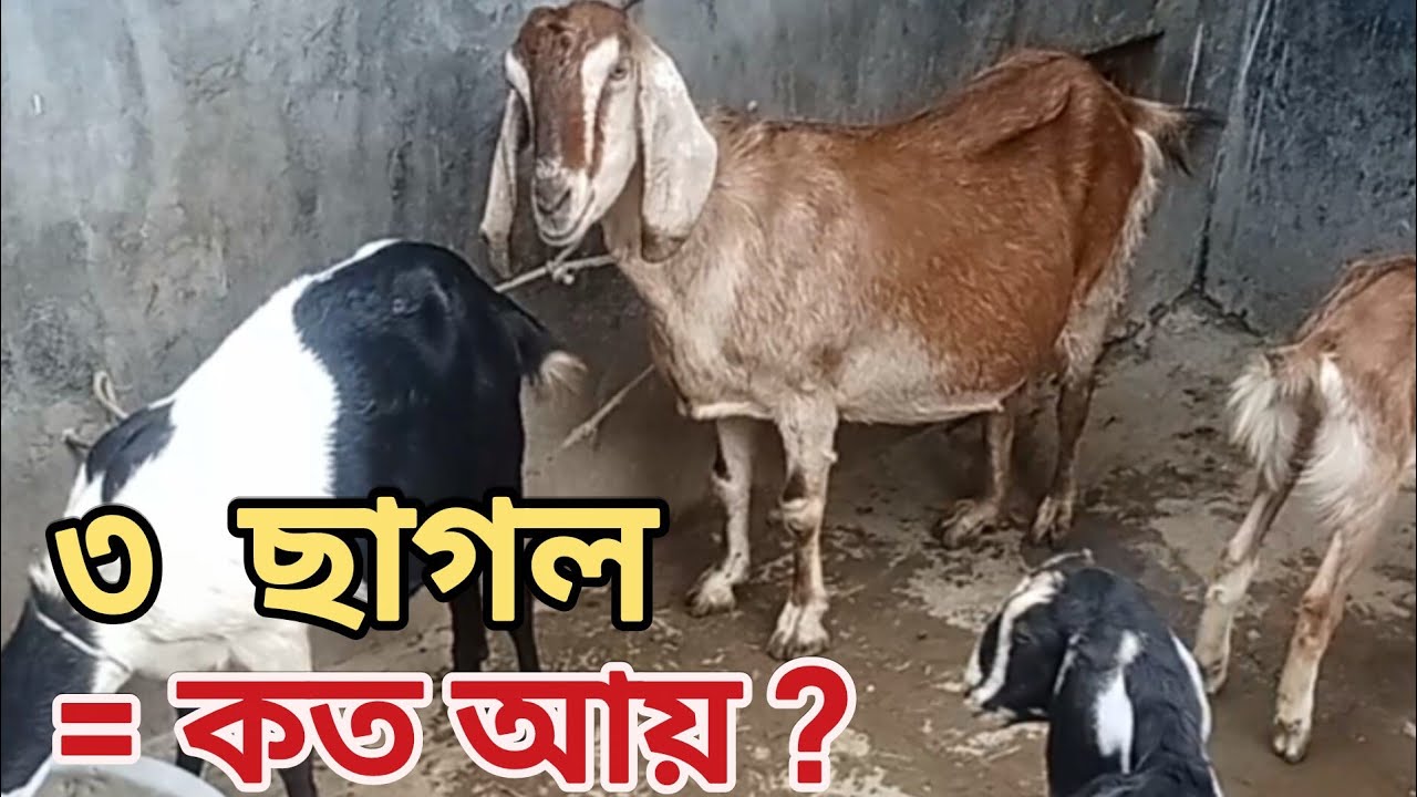 ছাগল পালন: গরীবের গাভী। ৩ ছাগল মাসে আয় কত? নতুন খামারীর করে ভুল।