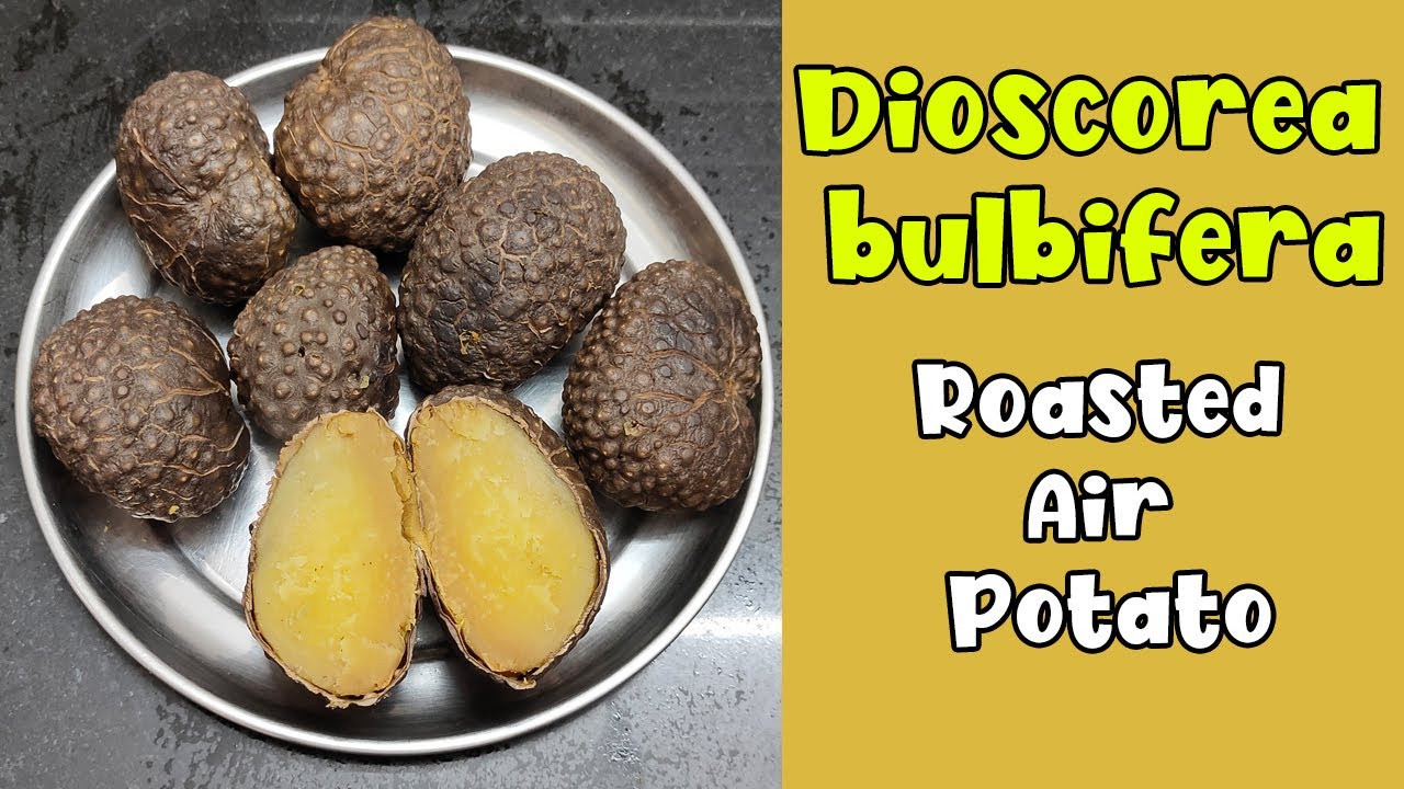 Dioscorea bulbifera | How to Roast Air Potato | How to Cook Air Yam | Up-yam | Aerial Yam