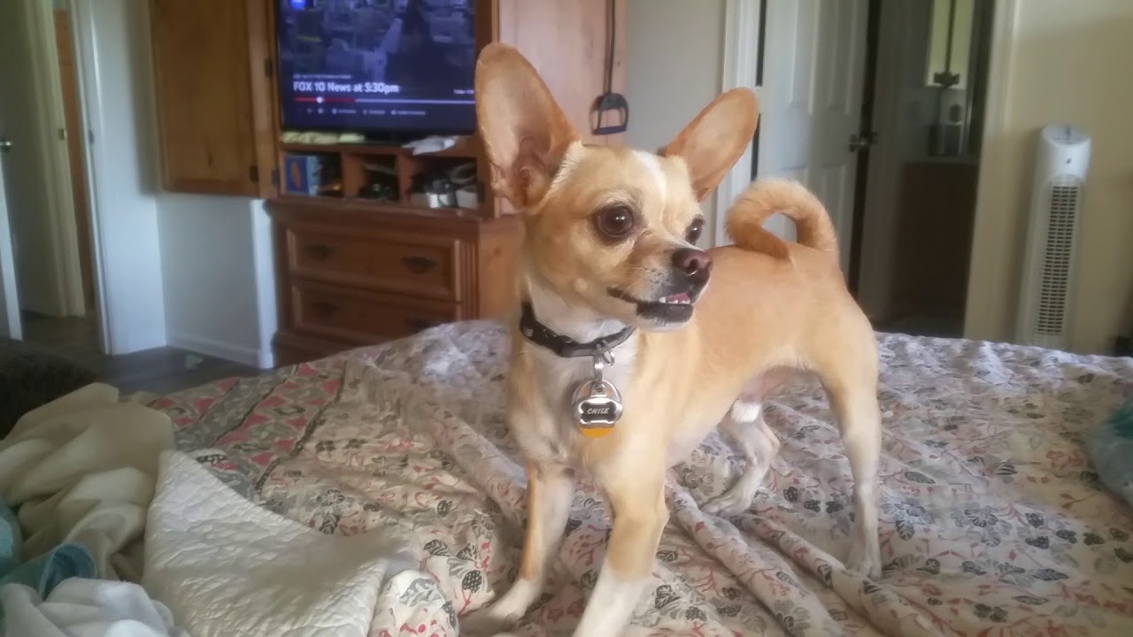 chile turbo tongue