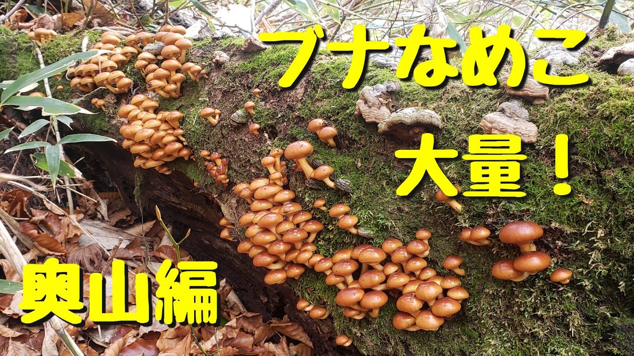 『きのこ採り』地元の奥山のブナ林でナメコ祭りしてきましたっ！　秋田