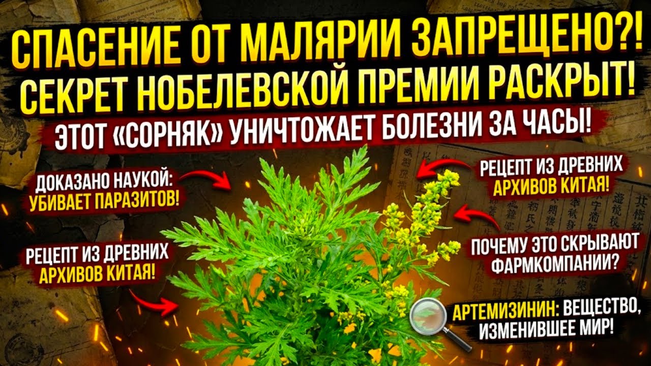Почему За Этот «Сорняк» Лишают Лицензий? Вся Правда О Растении, Которое Обрушило Рынок Таблеток.