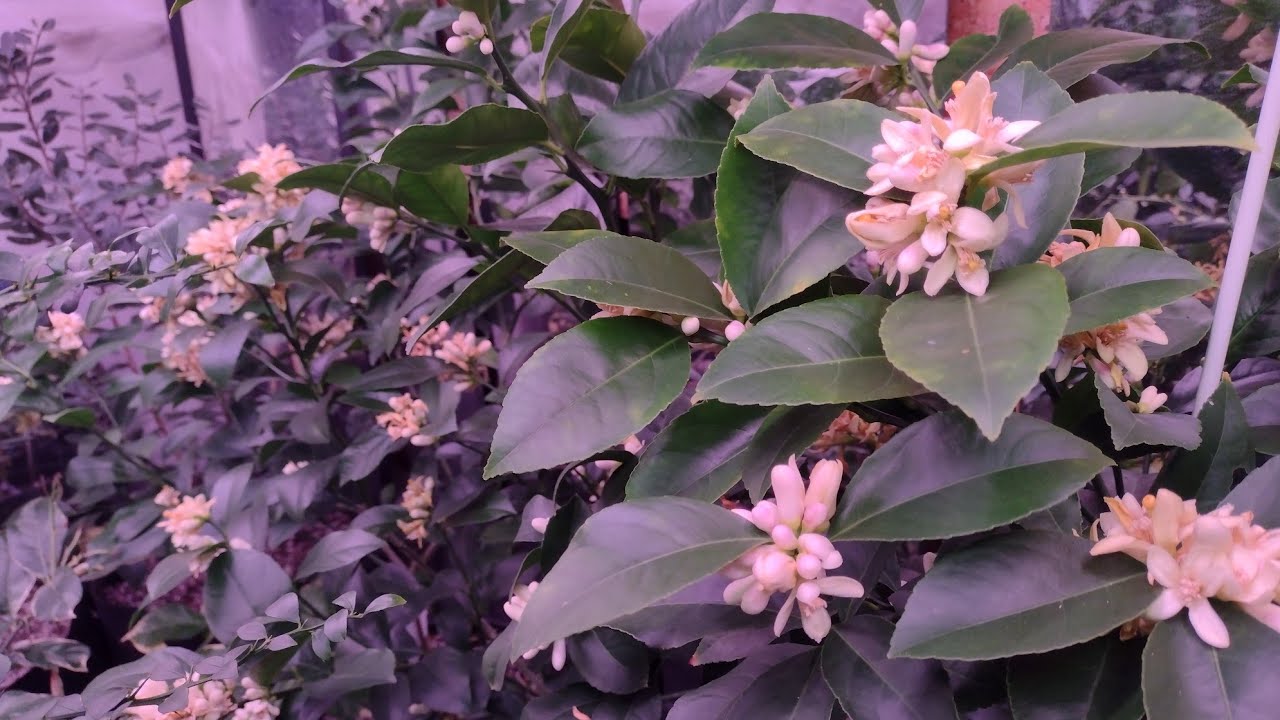 A Basement Citrus Garden Tour and Demonstration of Winter Care