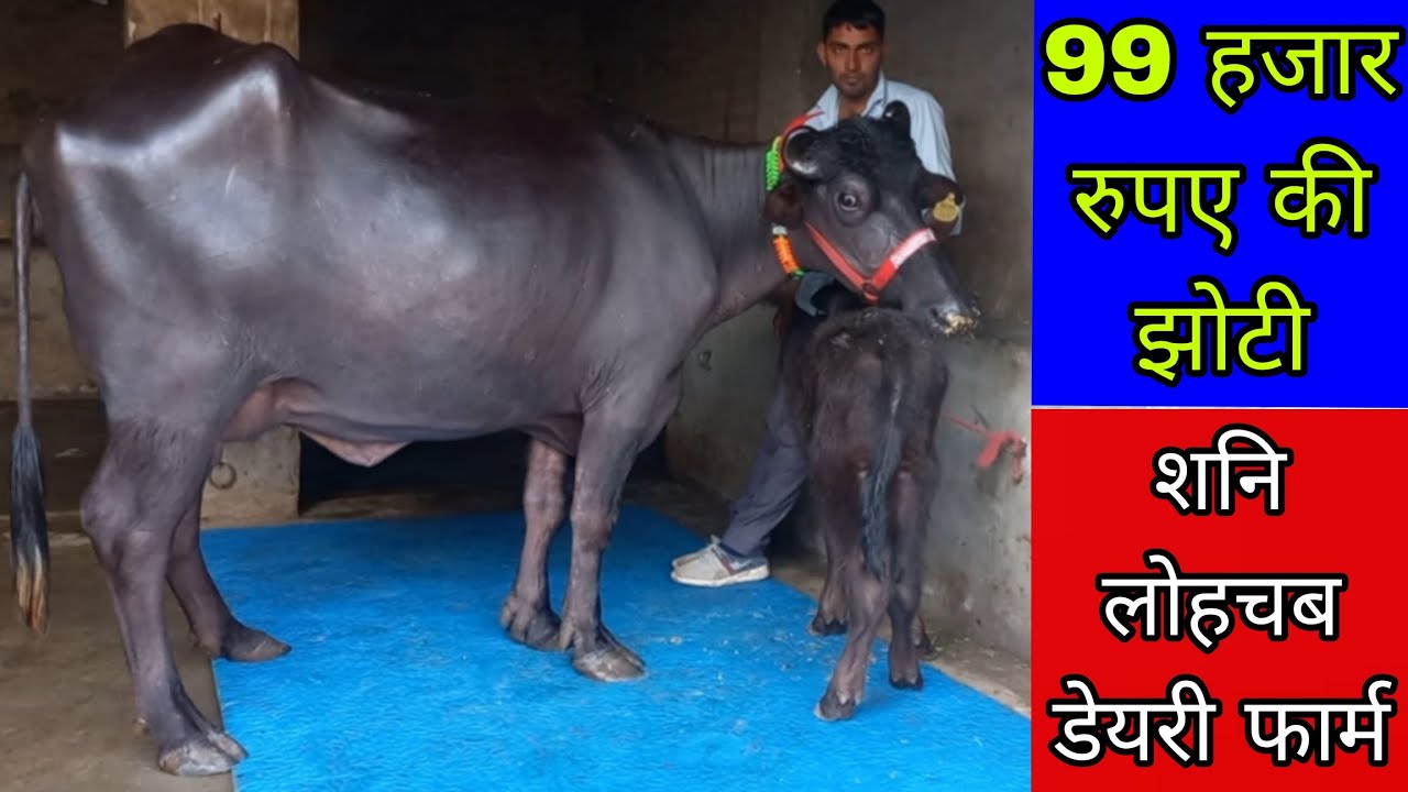 शनि लोहचब का फिर से बड़ा धमाकां 🔥 99 हजार रुपए की झोटी || ऐसा रेट नही मिलेगां, शनि लोहचब डेयरी फार्म