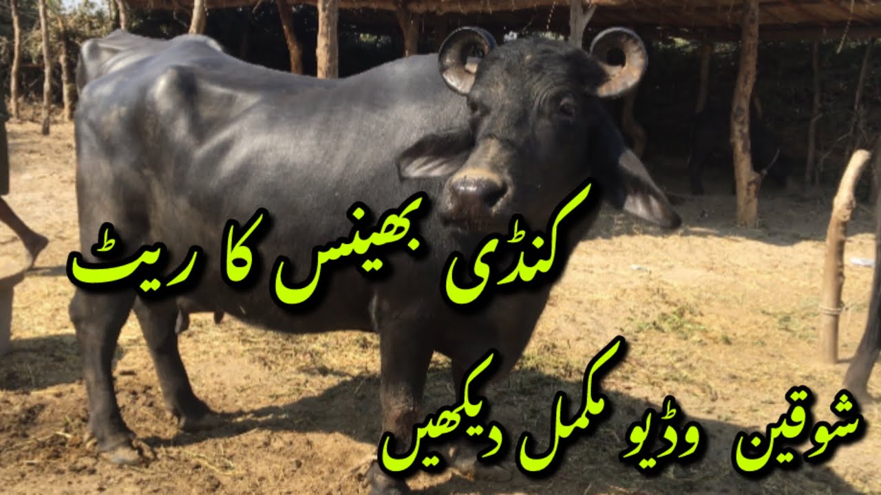 Kundhi Bhanis update 16-11-25