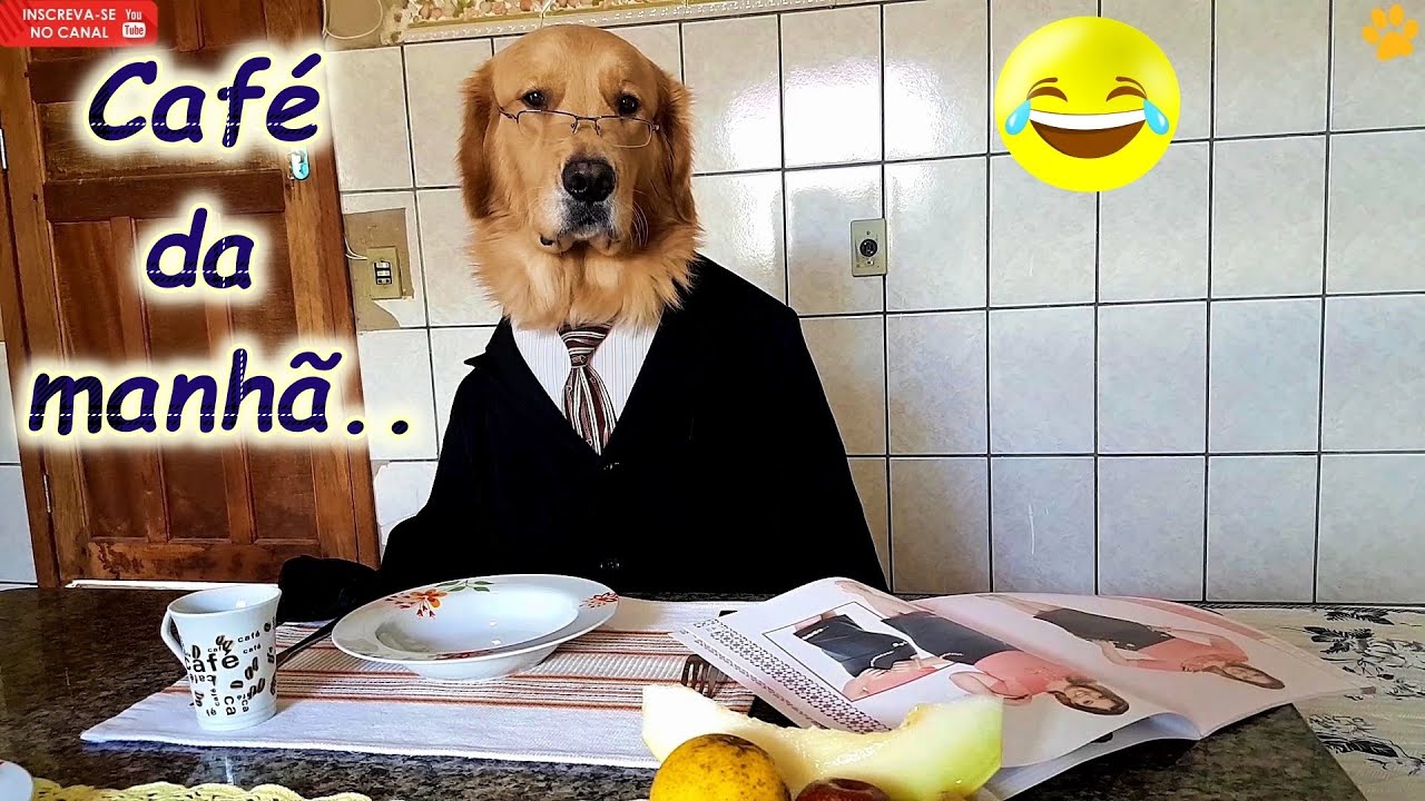 O Poderoso Simão...kkkkk  An Exquisite Golden ... #goldenretriever
