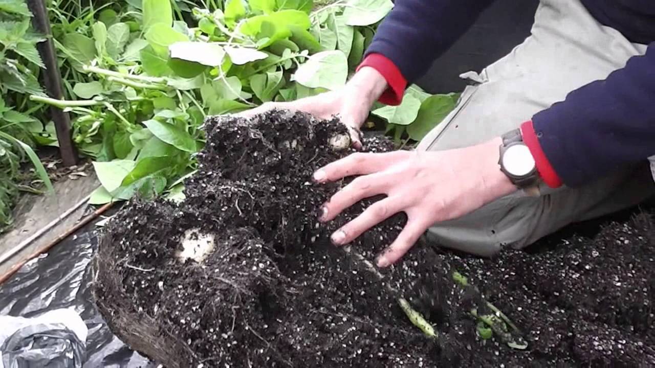 Allotment Diary June 16th : Harvesting the first container grown new potatoes of the year