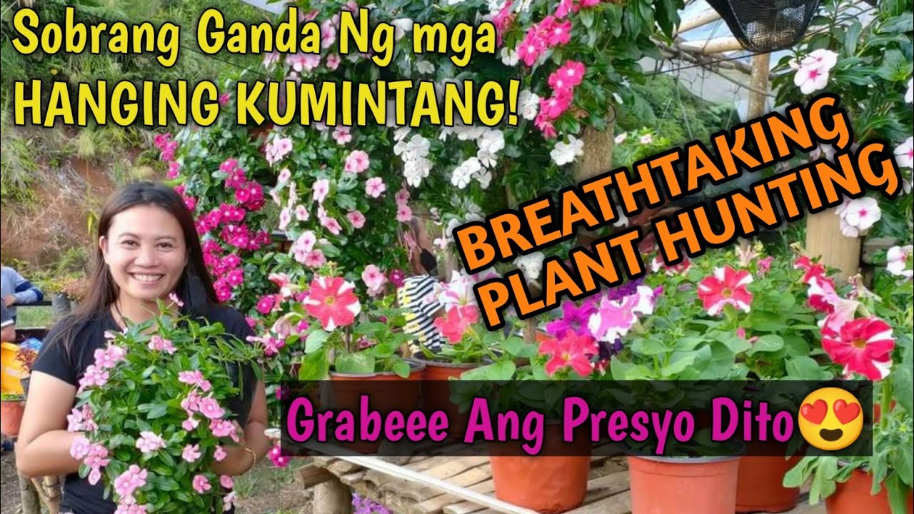 BREATHTAKING PLANT HUNTING/ ANG GAGANDA NG MGA HANGING KUMINTANG AT NAKABILI NG MURANG HALAMAN