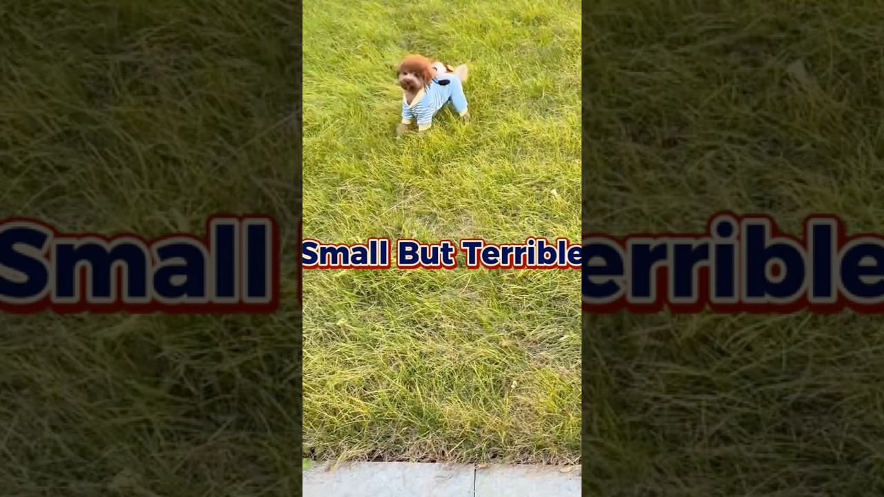 Small But Terrible #dogshorts