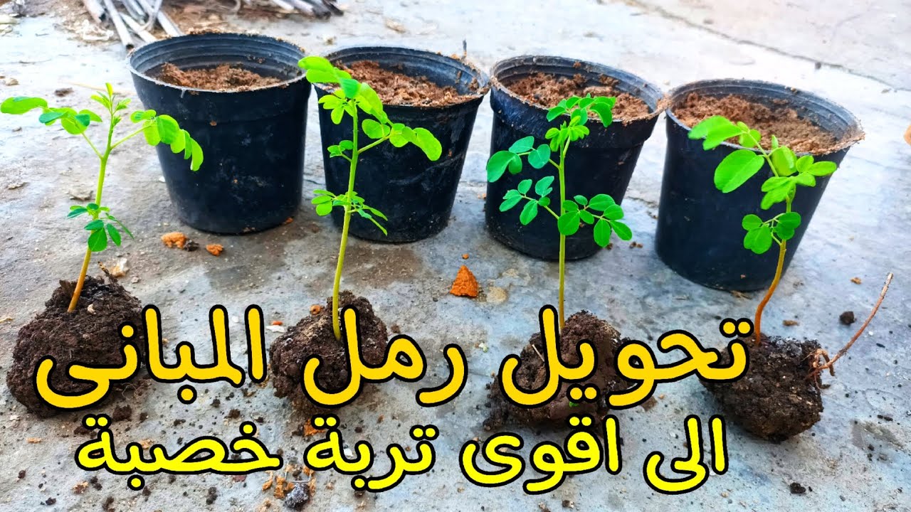 تحويل رمل المباني الى اقوى تربة زراعيه خصبة متكاملة افضل تربة خصبة من رمل المبانى علاج املاح التربه🌿