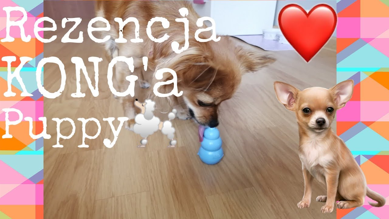 Recenzja KONG'a puppy🐩❤️